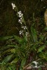 Calanthe triplicata (Willemet) Ames